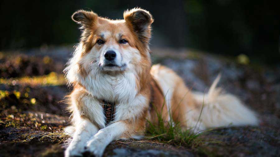 Icelandic Sheepdog (Lying, Face)