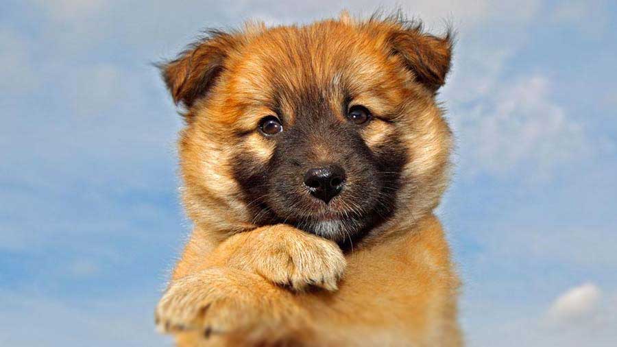 Icelandic Sheepdog Puppy (Fawn & White, Face)