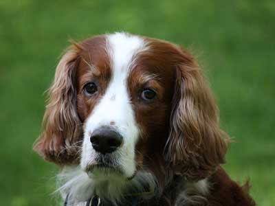 Irish Red and White Setter