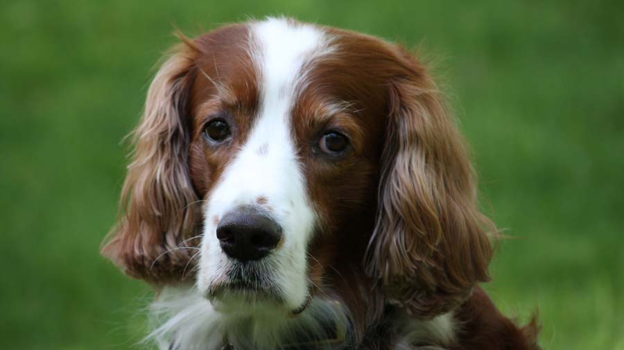 Irish Red and White Setter (Red & White, Face)