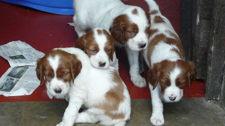 Irish Red and White Setter Puppies (Red & White, Puppies)