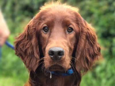 Irish Setter