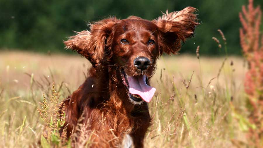 Irish Setter (Face, Muzzle)