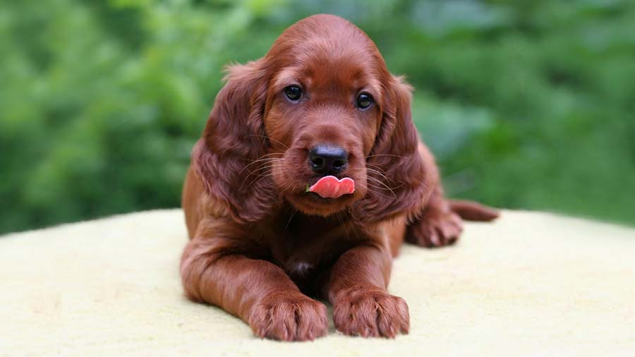 Irish Setter Puppy (Face, Lying)