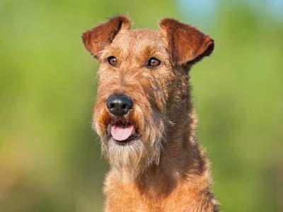 how tall do irish terriers get