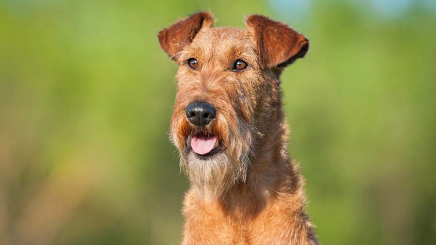 Irish Terrier (Red Wheaten, Face)