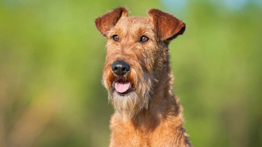 are welsh terriers friendly or dangerous to strangers