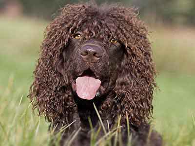 Irish Water Spaniel