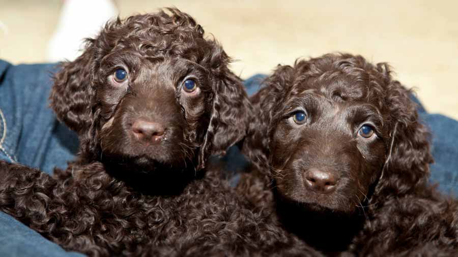 Irish Water Spaniel Puppy (Face, Muzzle)