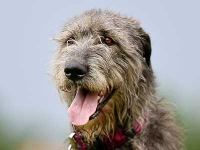 how much does an irish wolfhound cost