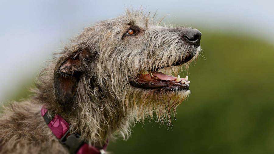 Irish Wolfhound (Side View, Muzzle)