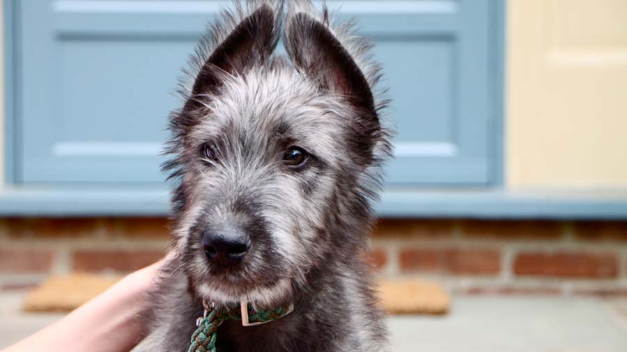 Irish Wolfhound (Gray, Face)