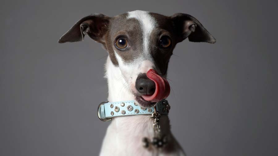 Italian Greyhound (Face, Muzzle)