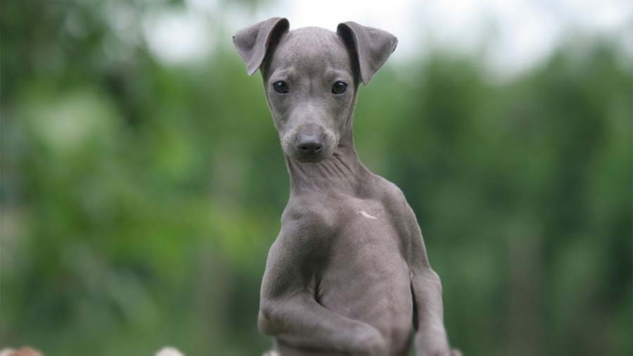 Italian Greyhound (Face, Blue)