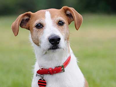 how much do jack russells sell for