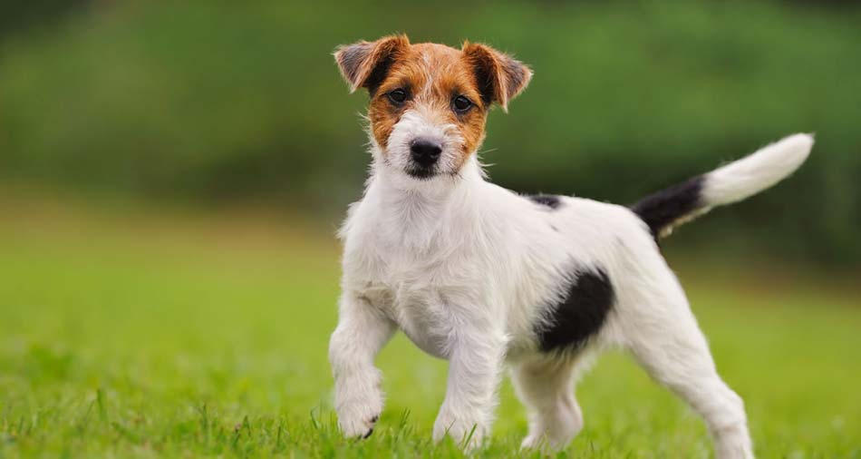 Jack Russell Terrier (Standing, Black & Tan & White)
