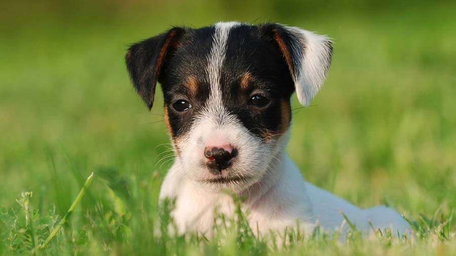 Jack Russell Terrier Puppy (Lie, Face)