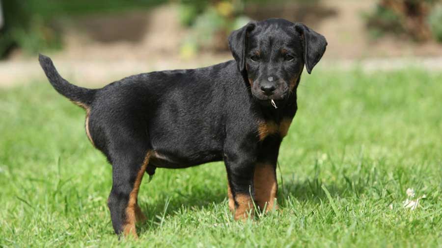 Jagdterrier Puppy (Side View, Black and Tan)