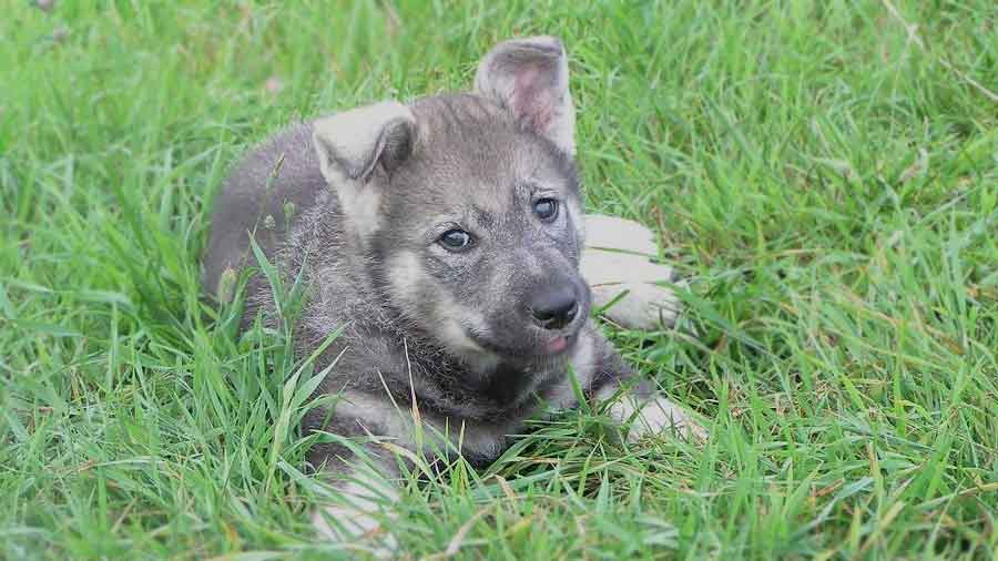 Jämthund Puppy (Lying, Face)