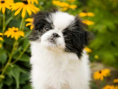 Japanese Chin