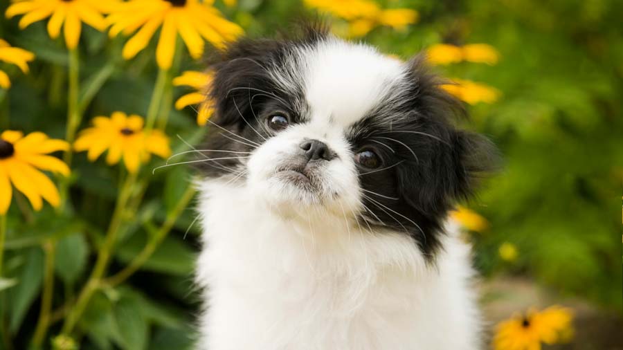 Japanese Chin (Black & White, Face)