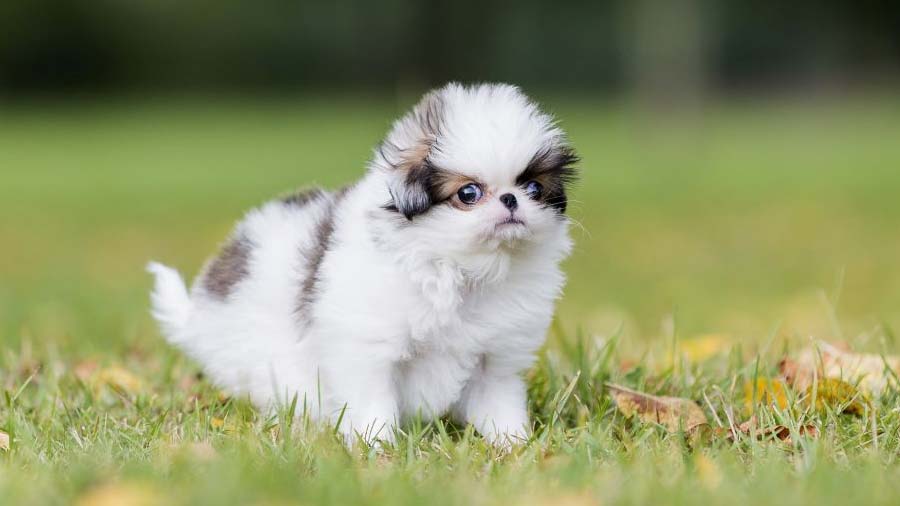 Japanese Chin Puppy (Sable & White, Face)