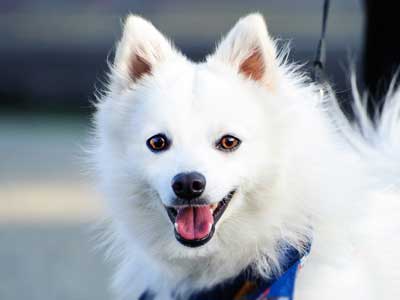 Japanese Spitz