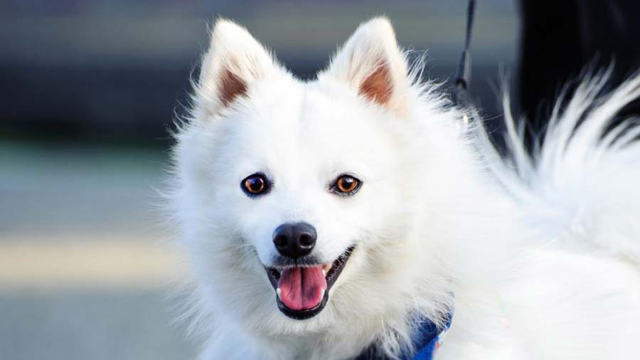 Japanese Spitz (Face, Muzzle)