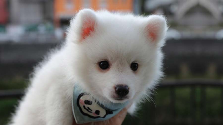 Japanese Spitz Puppy (Face, Muzzle)