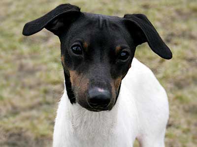 Japanese Terrier