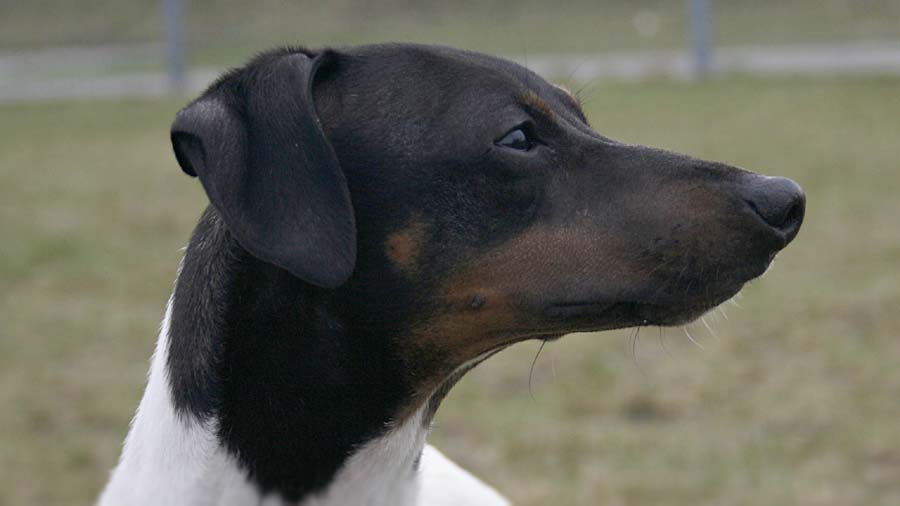 Japanese Terrier (Tricolor, Muzzle)