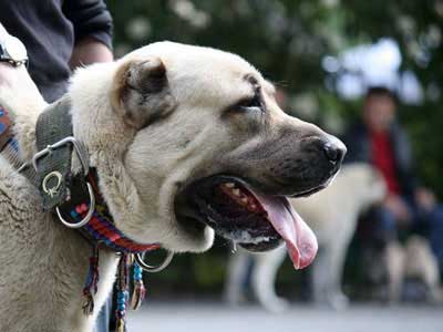 Kangal Dog