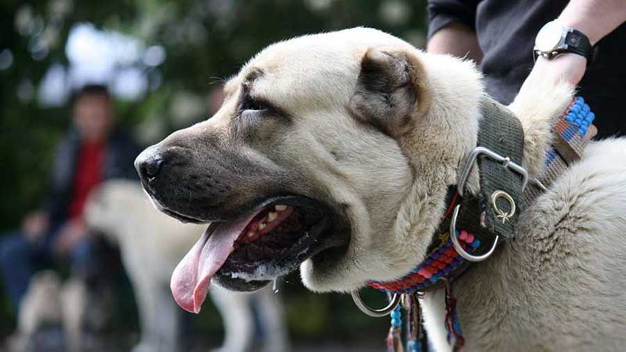 Kangal Dog (Side View, Head)