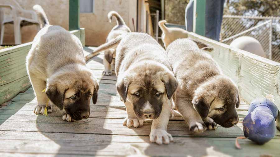 Kangal Dog Puppy (Walk, Face)