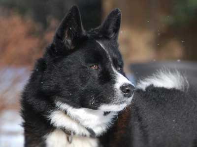 Karelian Bear Dog