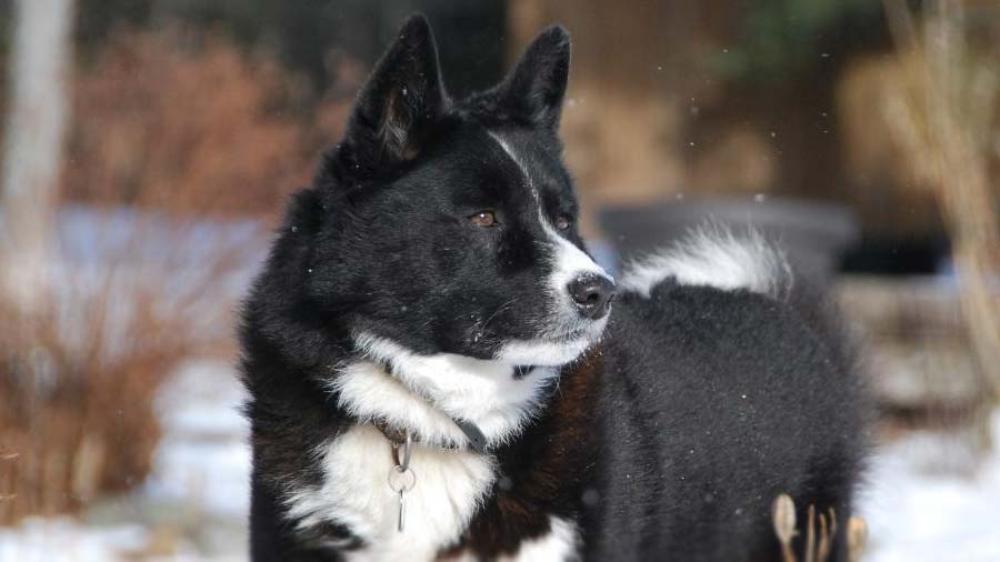 Karelian Bear Dog (Black & White, Muzzle)