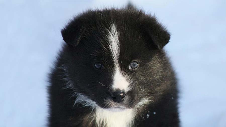 Karelian Bear Dog Puppy (Black & White, Face)