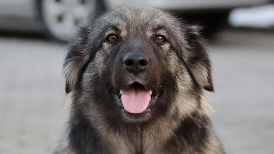 Karst Shepherd (Dark Grey, Muzzle)