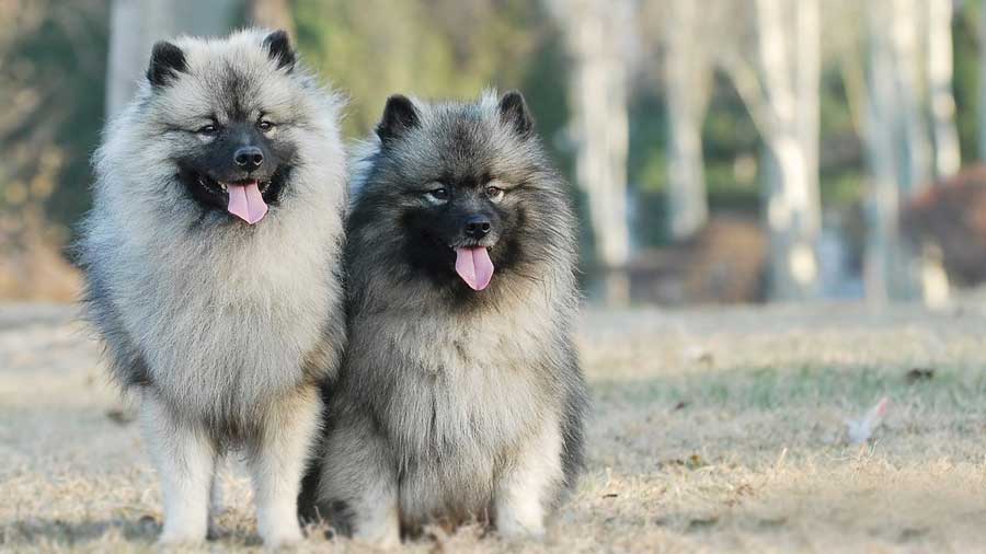 Keeshond (Gray Cream & Black, Face)