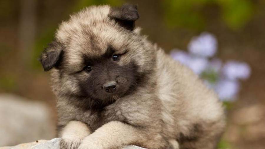 Keeshond Puppy (Lie, Face)