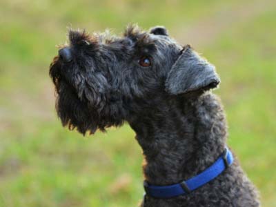 Kerry Blue Terrier