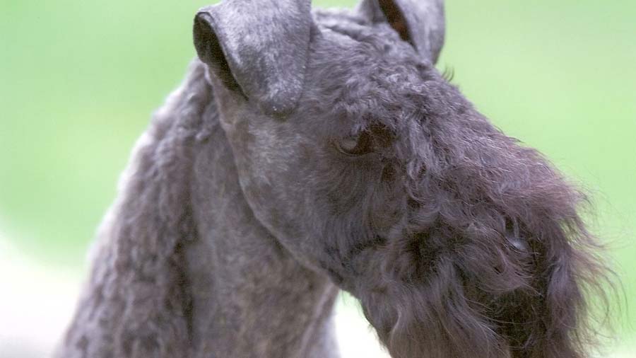 Kerry Blue Terrier (Face, Muzzle)