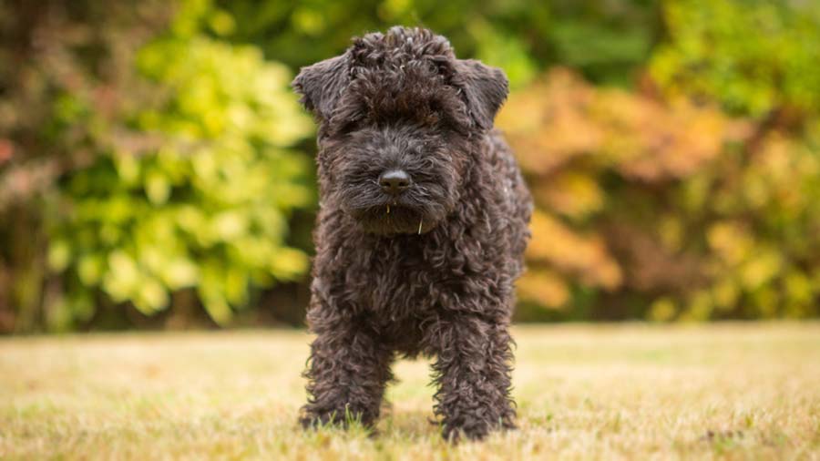 Kerry Blue Terrier Puppy (Standing, Black)