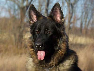 King Shepherd