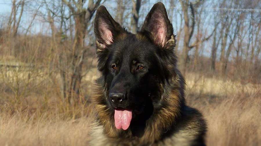 King Shepherd (Black & Tan, Muzzle)