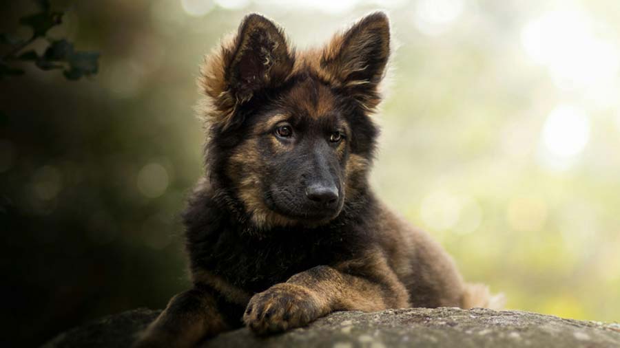 King Shepherd Puppy (Black & Tan, Lying)