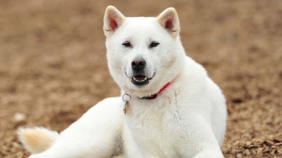 Kishu Ken (White, Face)