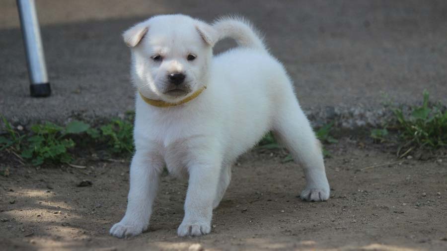 Kishu Ken Puppy (White, Standing)