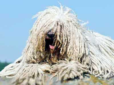 Komondor