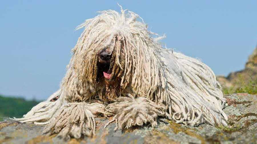 Komondor (Lying, Face)